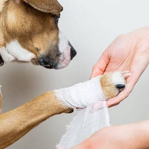 Veterinário 24H Campinas | Clínica Bem Mais Pet 6 Ortopedia Clínica Veterinária 24 Horas Em Campinas Bem Mais Pet