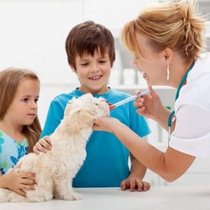 Veterinário 24H Campinas | Clínica Bem Mais Pet 8 Vacinas Clínica Veterinária 24 Horas Em Campinas Bem Mais Pet